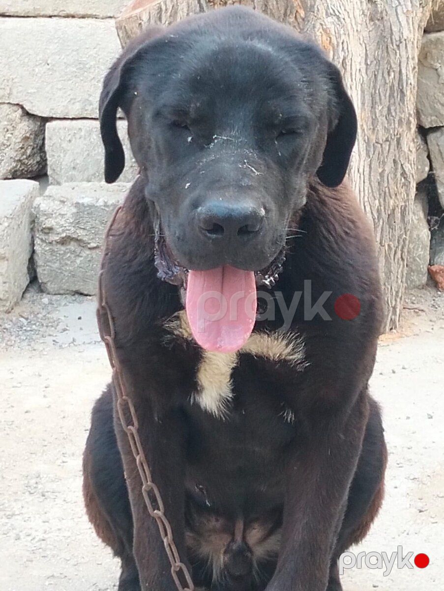 Qafqaz ovçarkası — Köpəklər, Bakı (5)