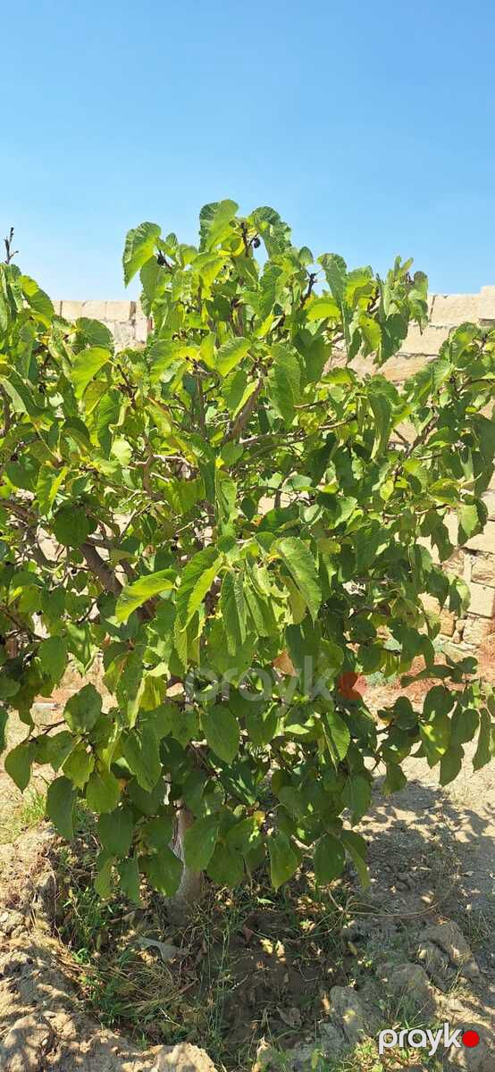 Satılır torpaq 5.5 sot — Torpaq, Sumqayıt (8)