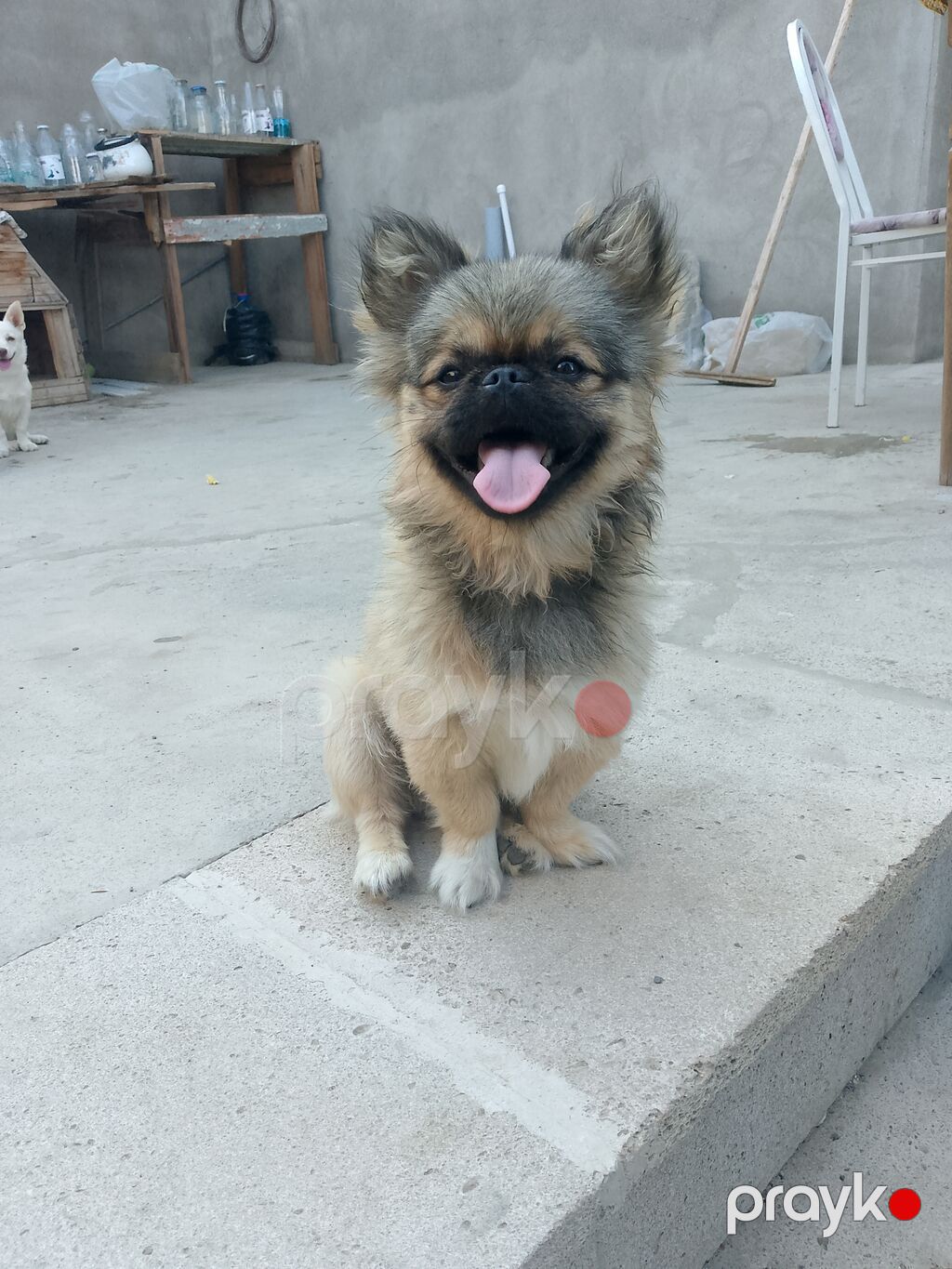 Pekines, 5 ay, Erkək, Peyvəndli, Ünvandan götürmə — Köpəklər, Bakı (3)