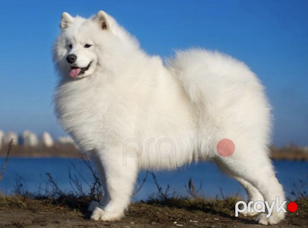 Samoyed balaları — Köpəklər, Bakı (6)