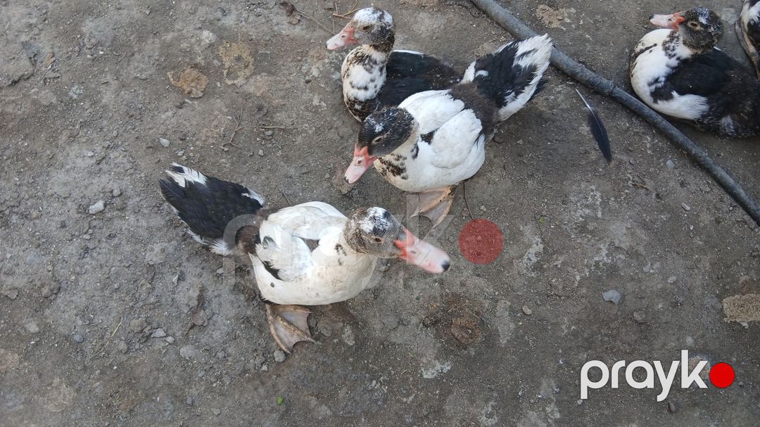 Lal őrdəklər — Quşlar, Bakı (2)