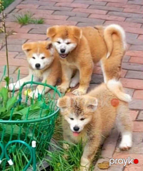 Yapon Akita-inu — Bakı