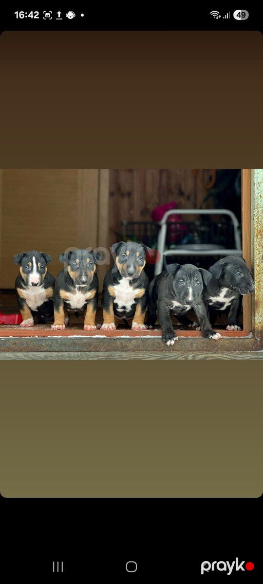 Bull Terrier balaları — Köpəklər, Bakı (2)