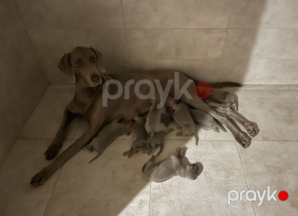 Weimaraner — Köpəklər, Bakı (2)