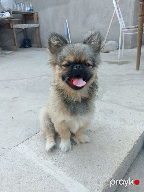 Pekines, 5 ay, Erkək, Peyvəndli, Ünvandan götürmə — Bakı