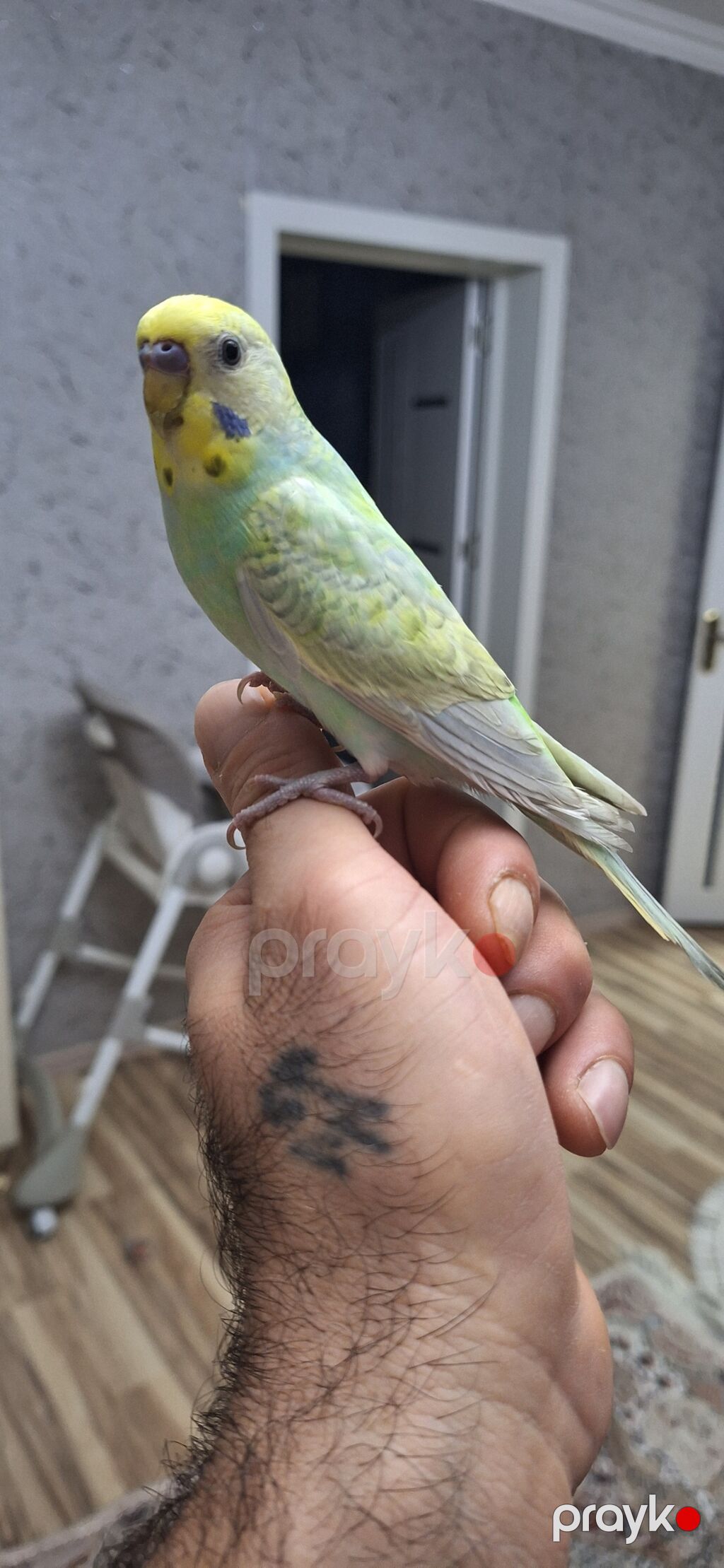 3 aylıq sağlam erkək rainbov ələ öyrəşən vaxtıdı Xüsusiyyətlər — Digərləri, Xırdalan (2)