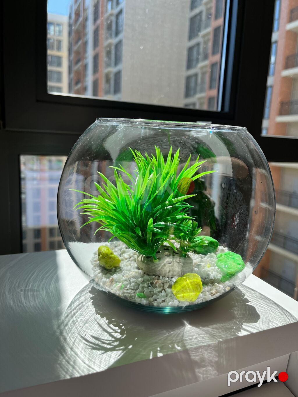 Şüşə qlobus akvarium dekoru - Dairəvi şüşə qlobus (balaca “fishbowl” — Akvariumlar və balıqlar, Bakı (2)