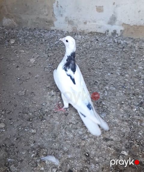 Tutulma erkey tuleydedi heyvan — Bakı
