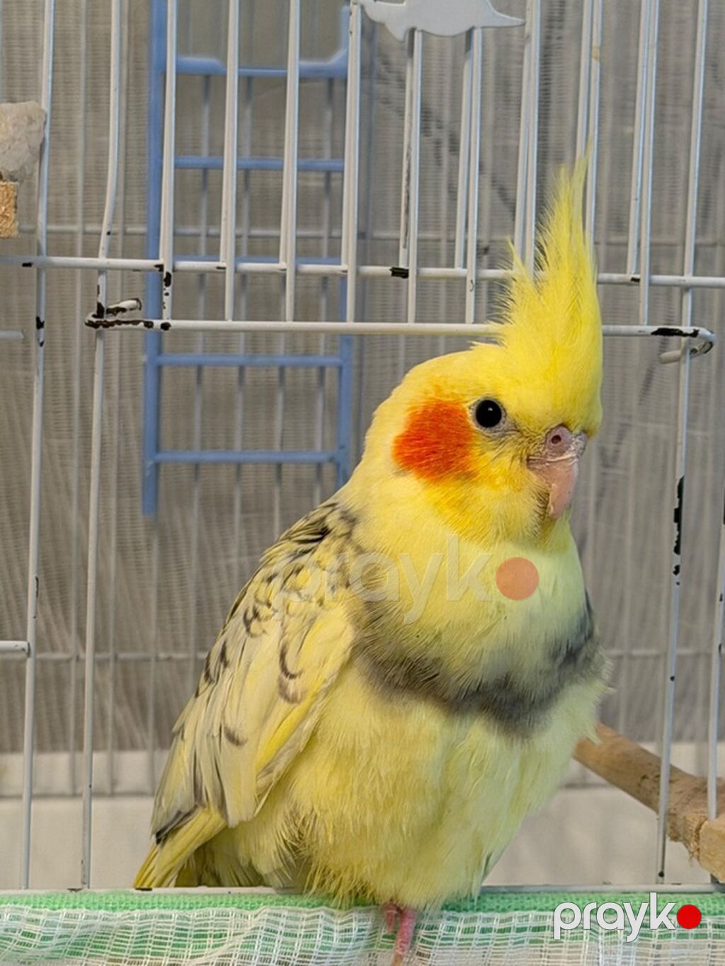 Nymph paraket (Cockatiel) – sarı lutin-perl mutasiyası - Rəng: açıq — Tutyun papağayı, Bakı (3)
