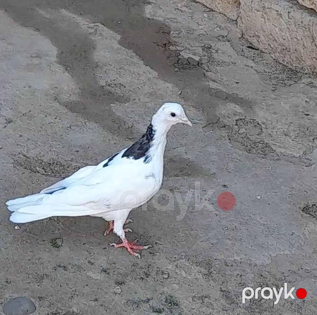 Tutulma erkey tuleydedi heyvan — Göyərçin, Bakı (5)