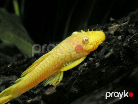 Akvarium balıqları — Bakı