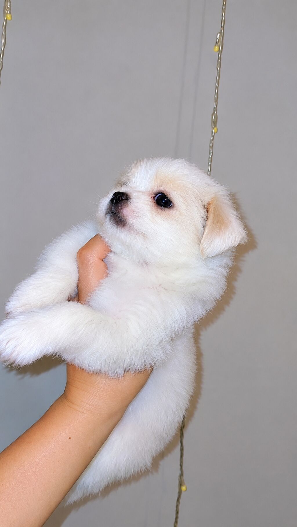 1 ay — Köpəklər, Digah (2)