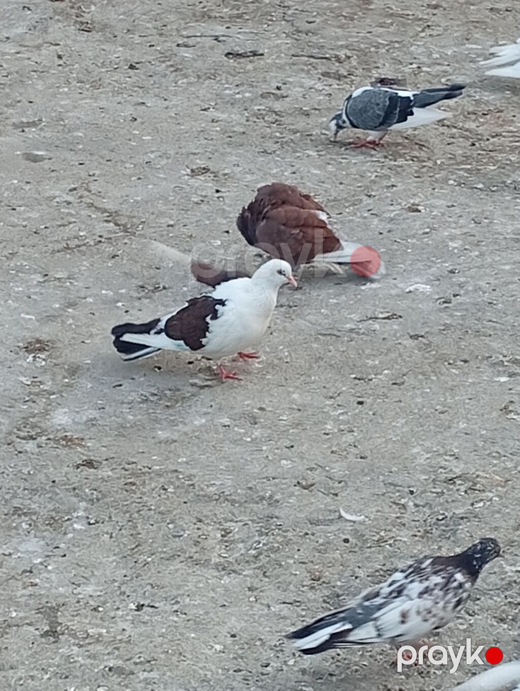 Salam heyvanlar satılır başqa. quşlarda var whatsapda yazin şekil — Göyərçin, Bakı (3)