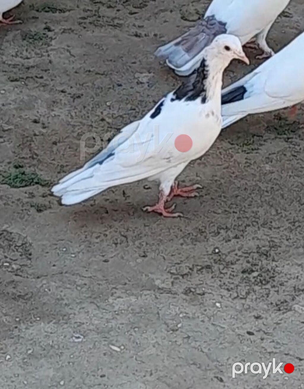 2 side tutulmadi erkeydi 2 side — Göyərçin, Bakı (7)