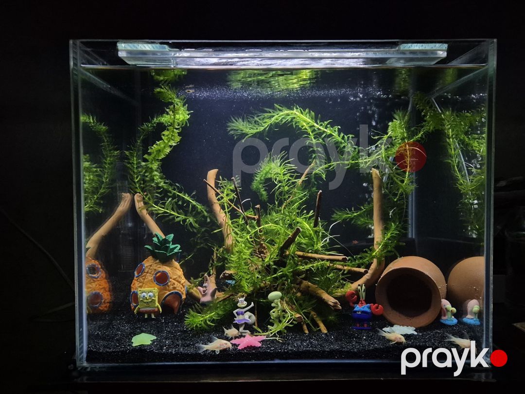 Akvarium — Akvariumlar və balıqlar, Bakı (2)