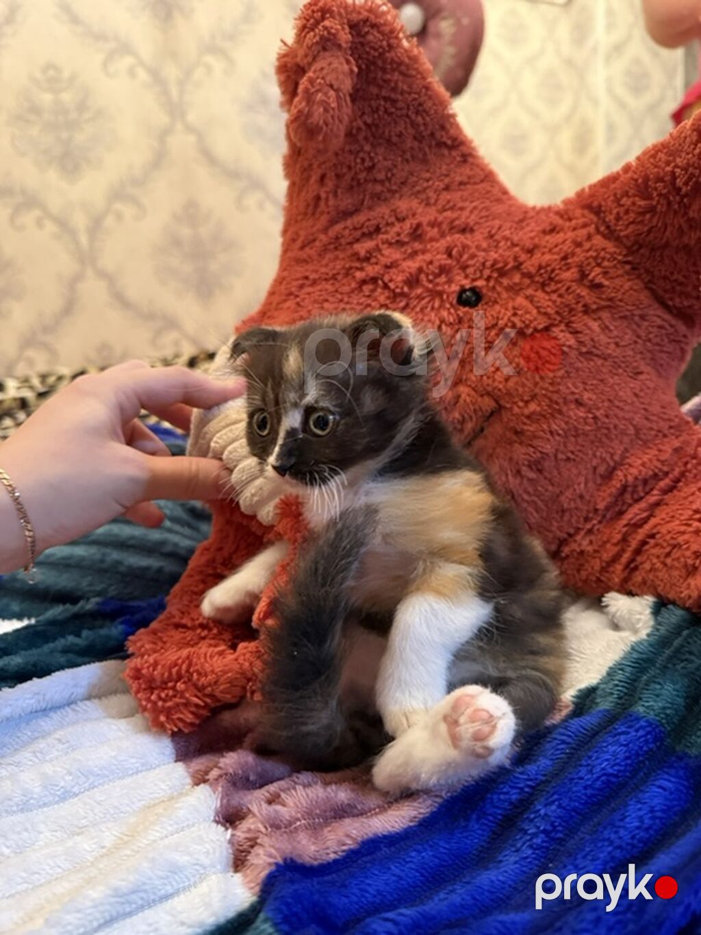 Şotland yastı qulaq, Dişi, Ödənişli çatdırılma — Pişiklər, Masazır (4)