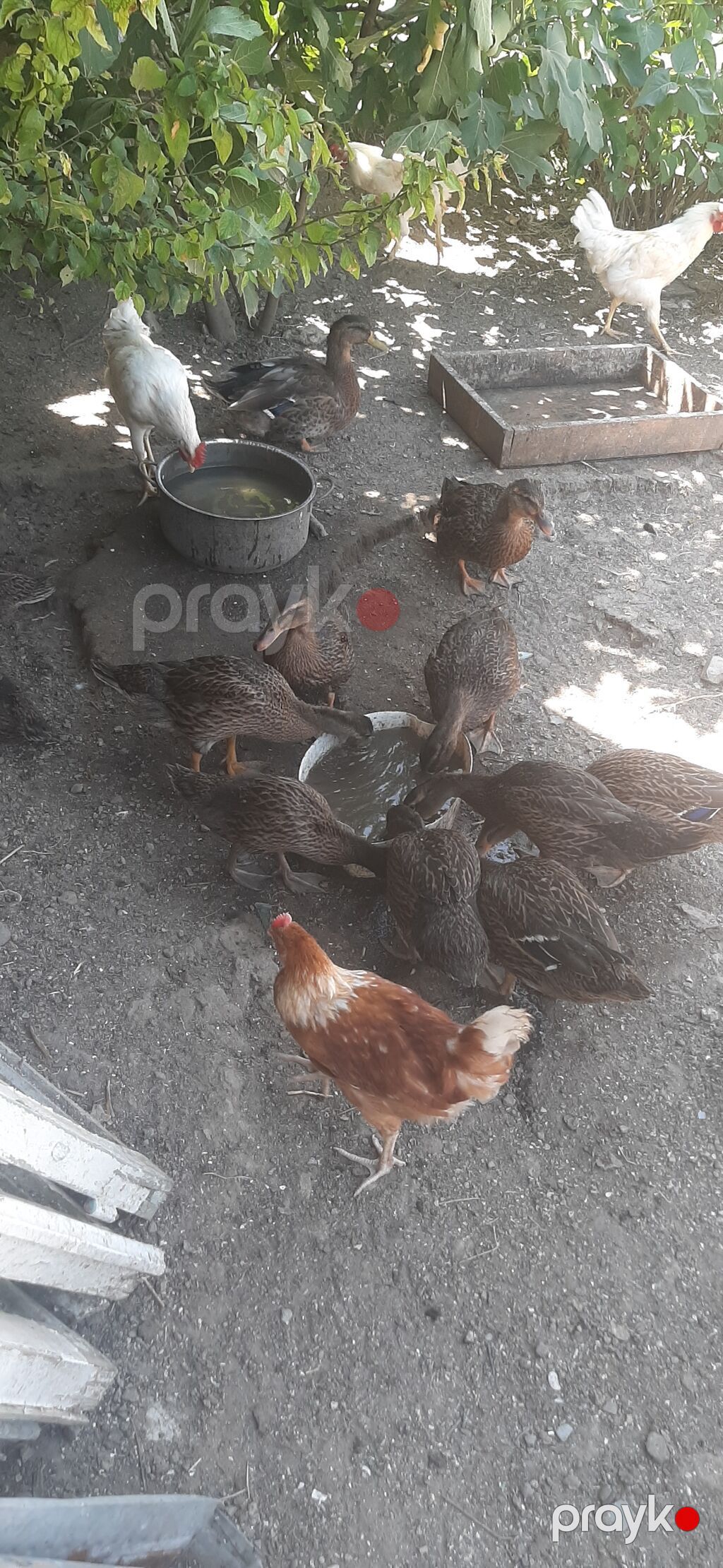 Col ördeyi 10 ədəddir,qiymet birine aiddir — Digərləri, Digah (2)