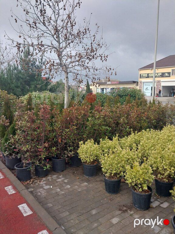 Leylandra ağacı — Bitkilər, Bakı (12)