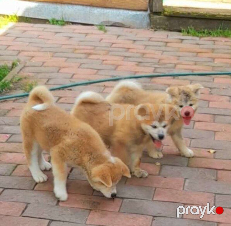 Yapon Akita-inu — Köpəklər, Bakı (2)