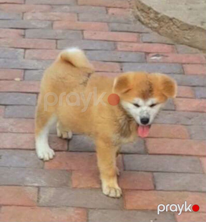 Yapon Akita-inu — Köpəklər, Bakı (8)