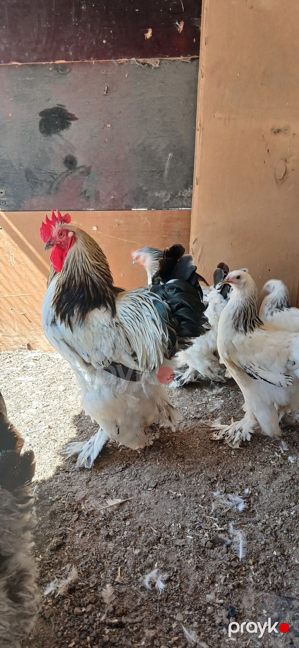 Toyuq, Brama, Damazlıq — Toyuq və xoruz, Bakı (6)