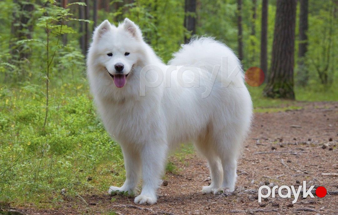 Samoyed balaları — Köpəklər, Bakı (2)