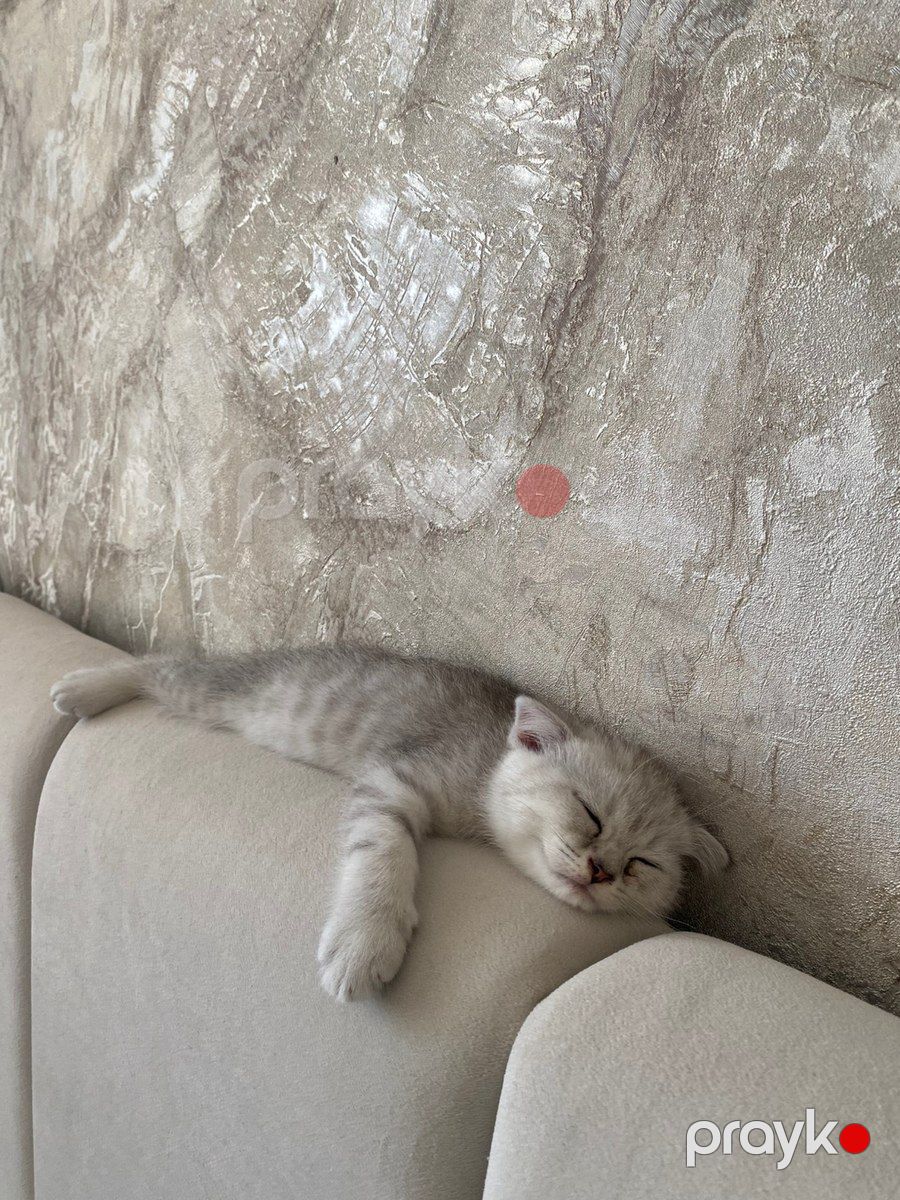 Шотландские котята — Pişiklər, Bakı (8)