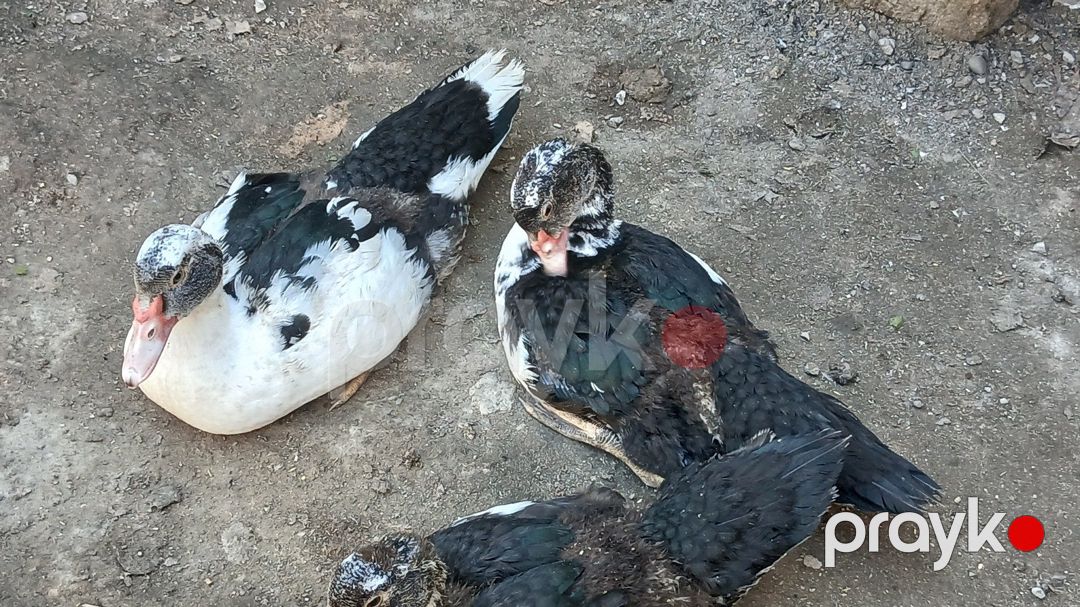 Lal őrdəklər — Quşlar, Bakı (3)