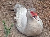 Lavda Erkey ördək tecılı satılır qiyməti 35 manat dişi Ördəkle Bater — Huseyin — Birds