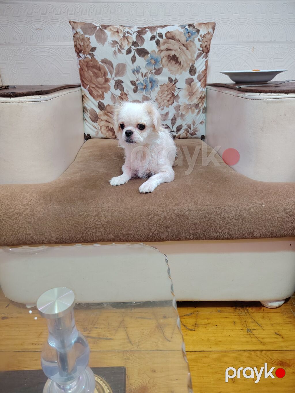 Pekines cinsi ana bala satilir balada disidi bir ay on gunlukdu — Köpəklər, Bakı (2)