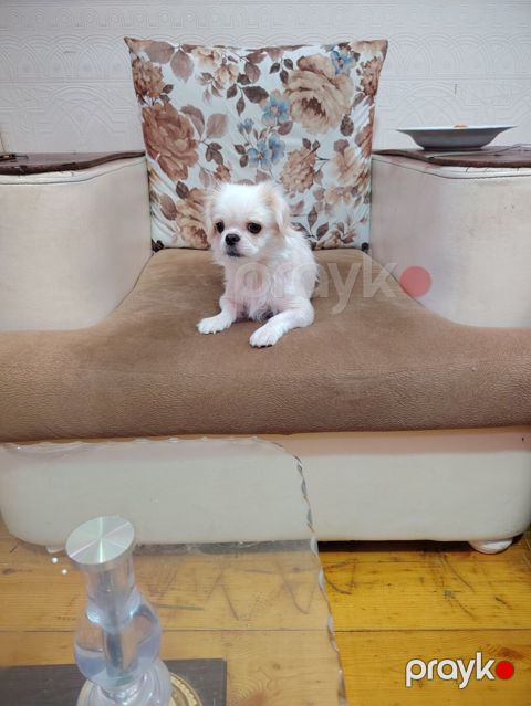 Pekines, 2 il, Dişi — Bakı