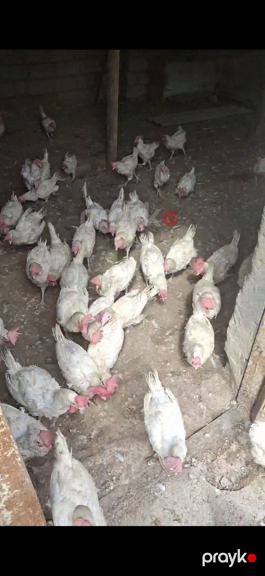 Açıq havada və tövlədə saxlanılan ağ rəngli toyuqlar sürüsü — Toyuq və xoruz, Bakı (2)