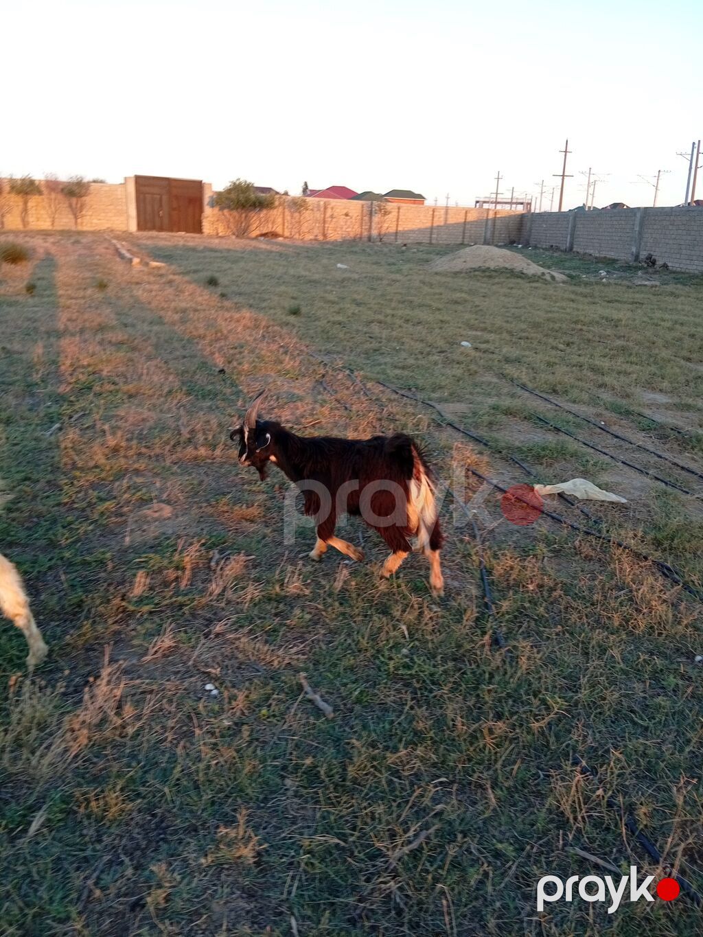 Erkək, il: 1, 15 kq, Damazlıq, Ünvandan götürmə — Kənd təsərrüfatı heyvanları, Bakı (8)