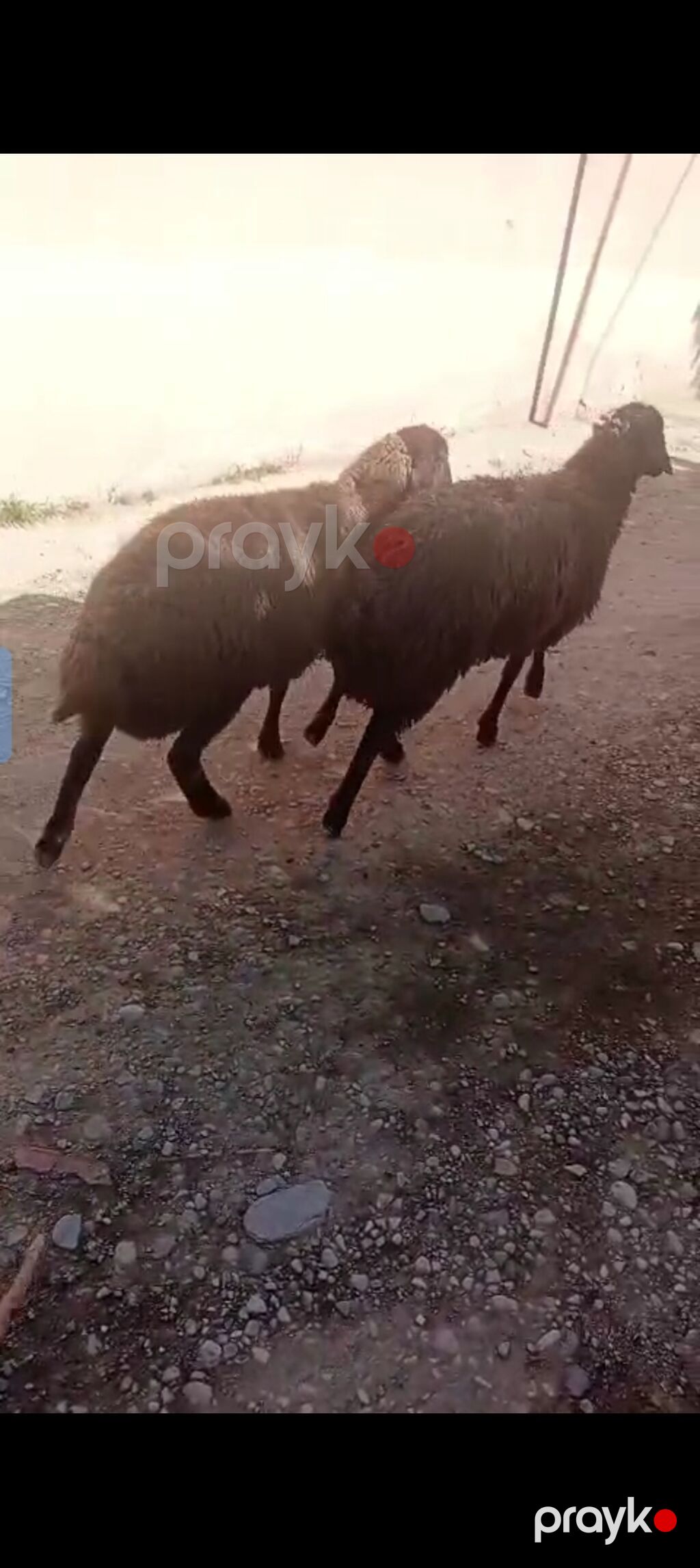 Erkey quzular satılır istəyən olsa yazsın yaylaqdan dünən gəliblər — Kənd təsərrüfatı heyvanları, Xırdalan (3)