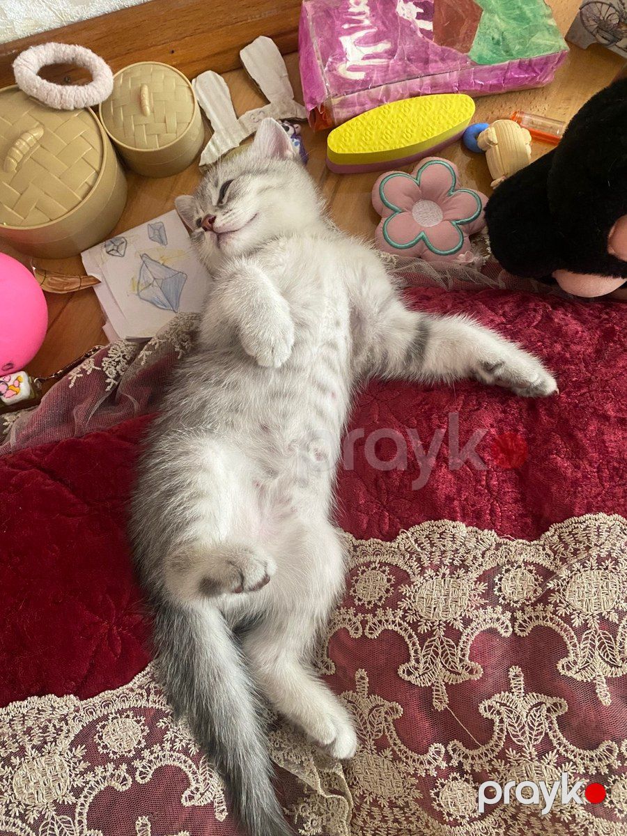 Шотландские котята — Pişiklər, Bakı (9)