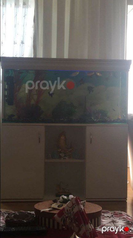 Akvarium — Akvariumlar və balıqlar, Bakı (3)