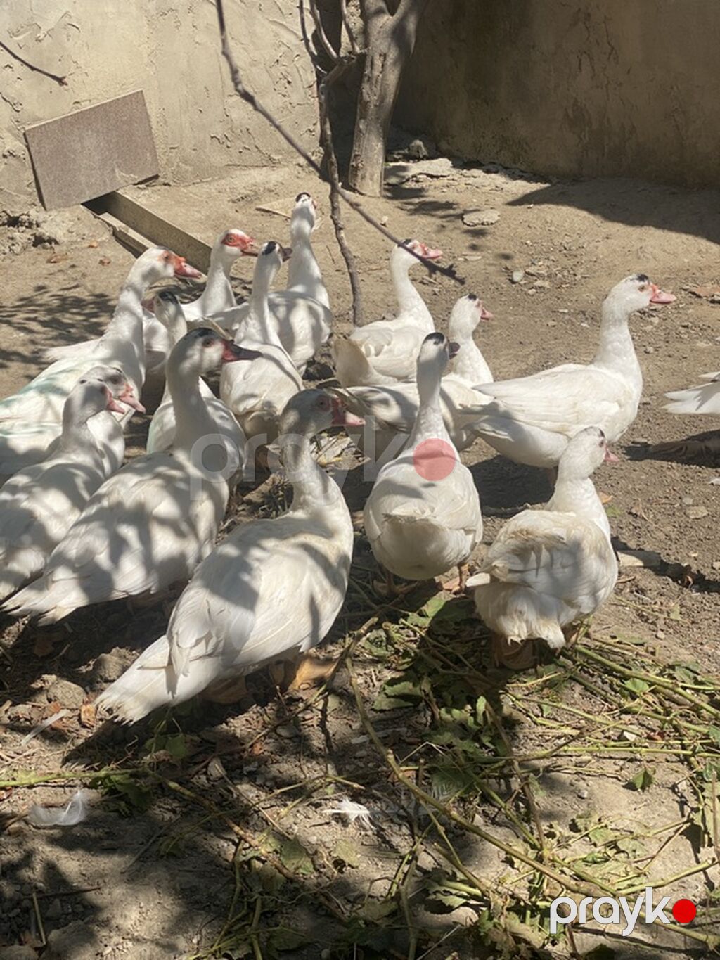 Lavanda lal ördəklər satılır. Hamısı 4 aylıqdır. 2-si ana ördəkdir — Digərləri, Bakı (2)