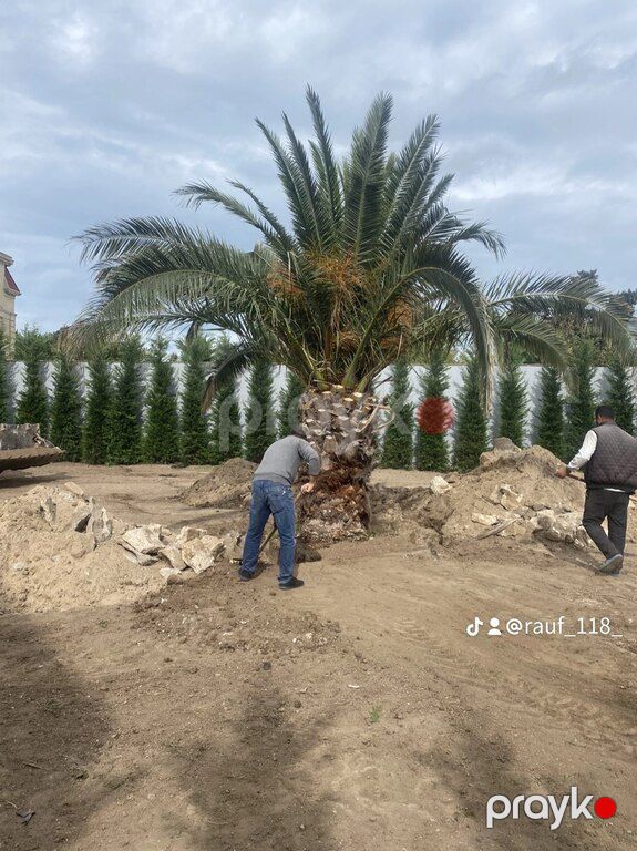 Bağların dərmanlanması — Təmizlik, Bakı (3)