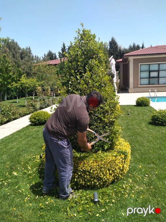 Bağların dərmanlanması — Təmizlik, Bakı (6)