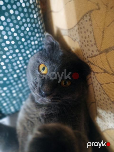 Şotland yastı qulaq, Erkək — Bakı