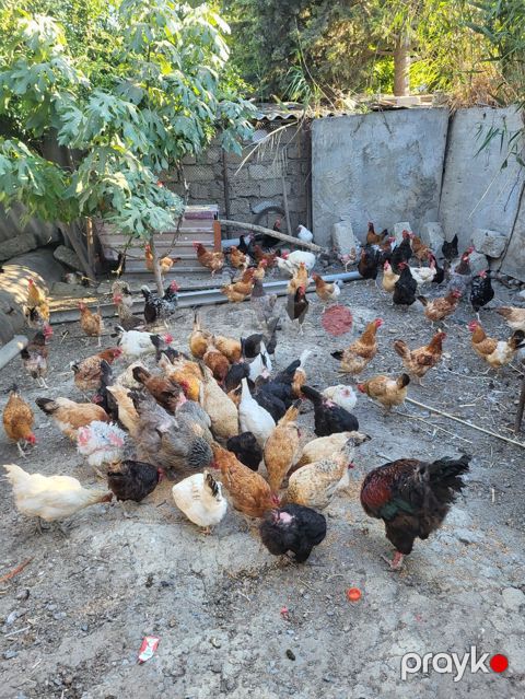 Toyuq, Damazlıq — Bakı