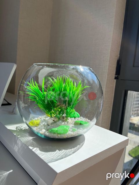 Şüşə qlobus akvarium dekoru - Dairəvi şüşə qlobus (balaca “fishbowl” — Bakı