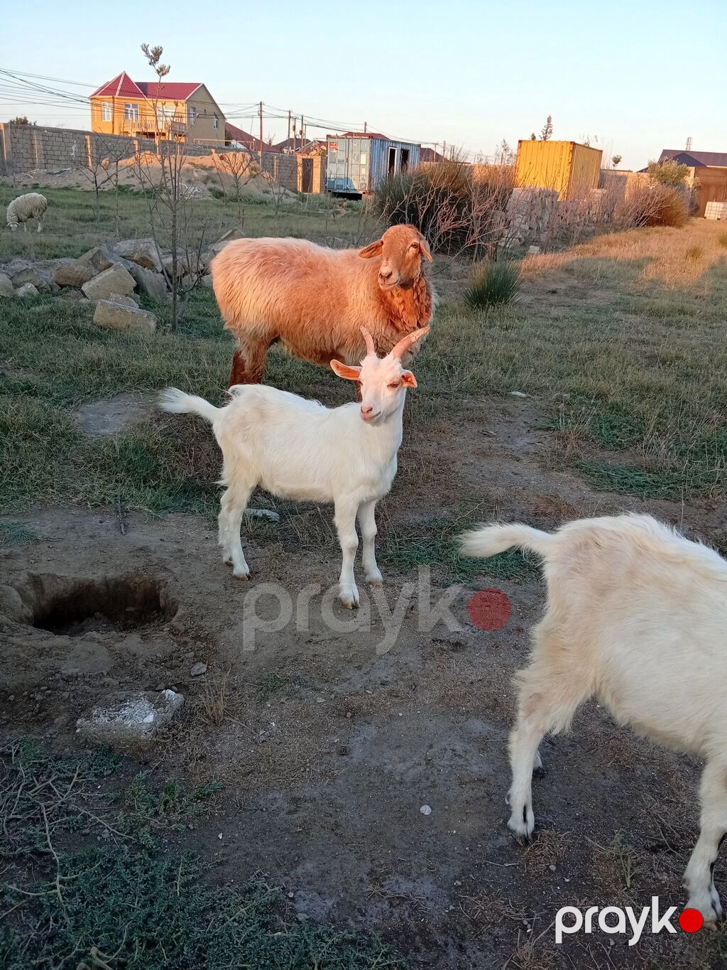 Erkək, il: 1, 15 kq, Damazlıq, Ünvandan götürmə — Kənd təsərrüfatı heyvanları, Bakı (3)