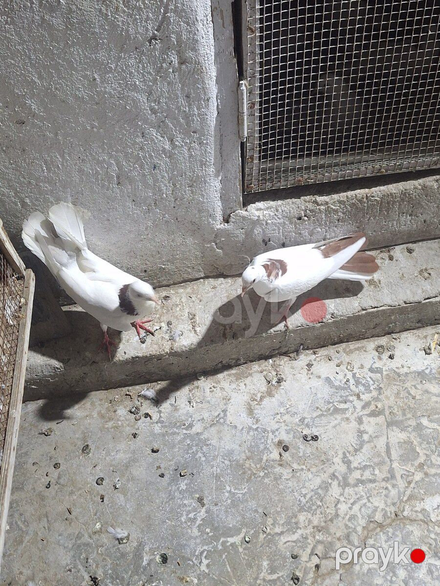 Göyərçinlər — Quşlar, Bakı (6)