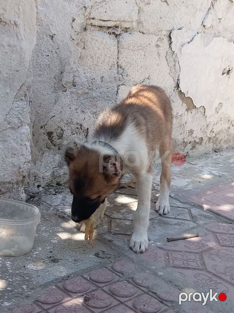 1 ay, Erkək, Cütləşmə üçün, Ünvandan götürmə — Masazır