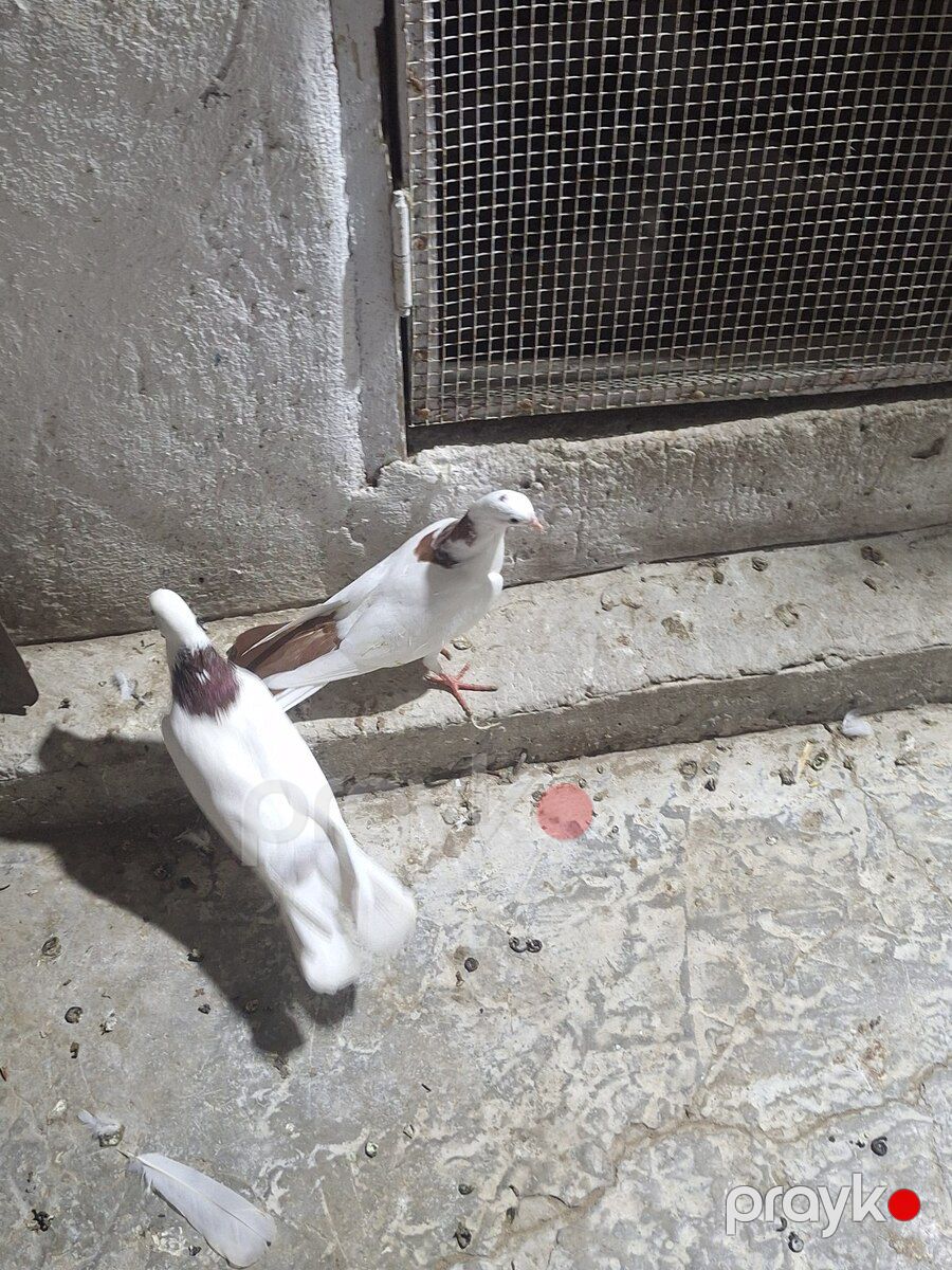 Göyərçinlər — Quşlar, Bakı (7)
