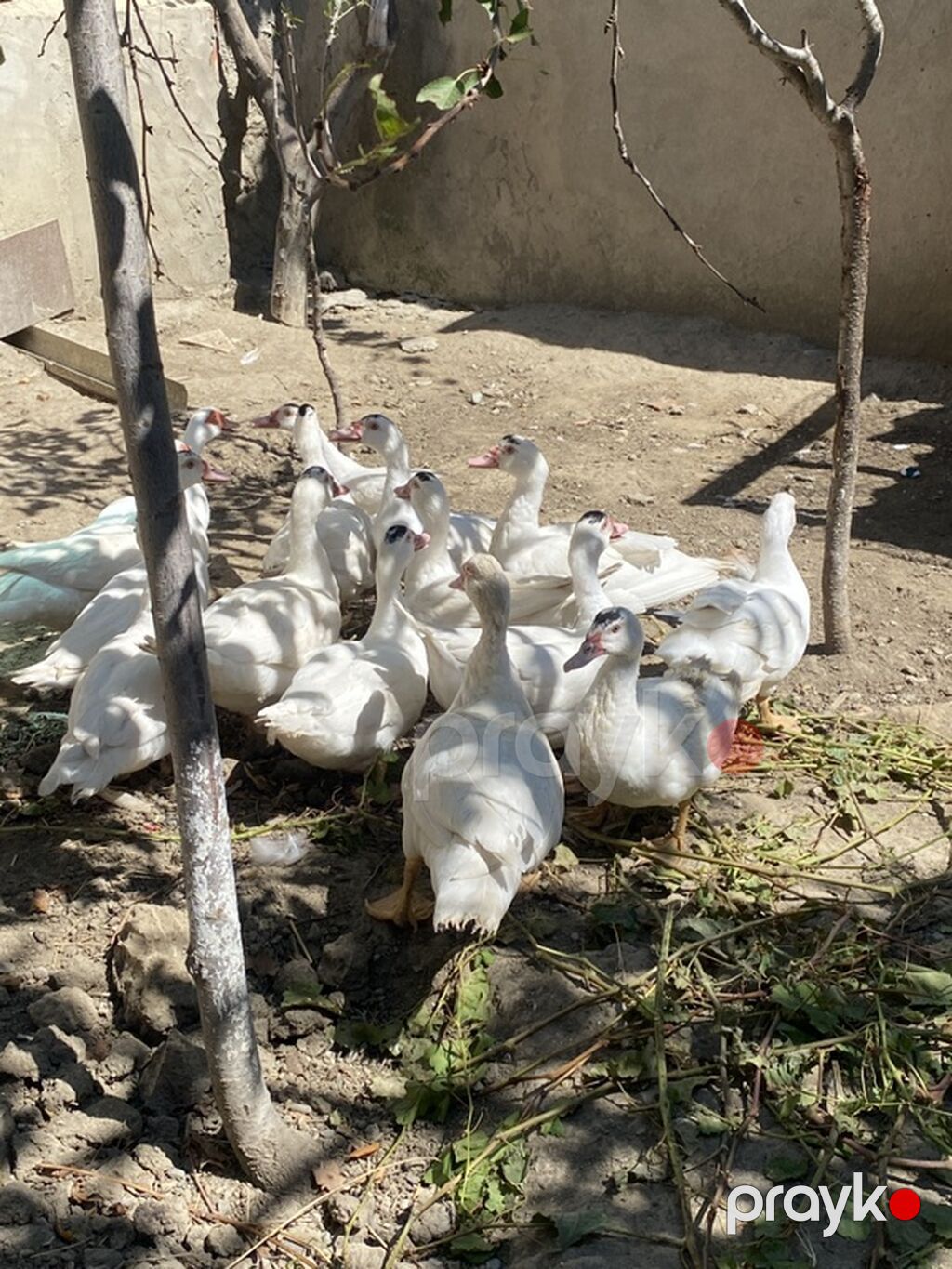 Lavanda lal ördəklər satılır. Hamısı 4 aylıqdır. 2-si ana ördəkdir — Digərləri, Bakı (4)