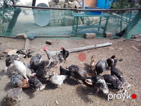 Toyuq, Damazlıq — Masazır