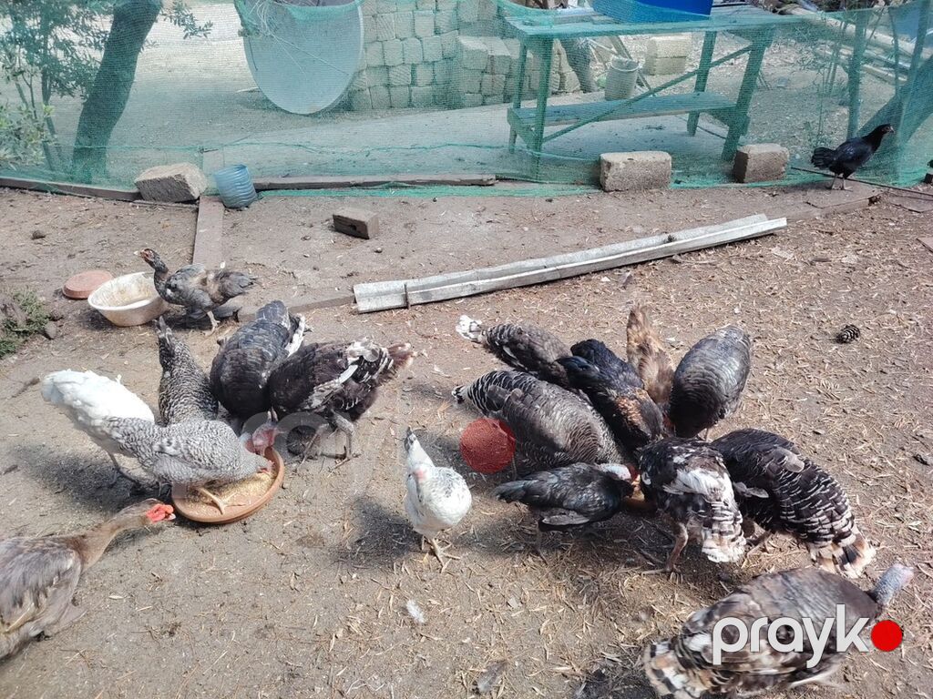 Toyuq, Damazlıq — Toyuq və xoruz, Masazır (7)
