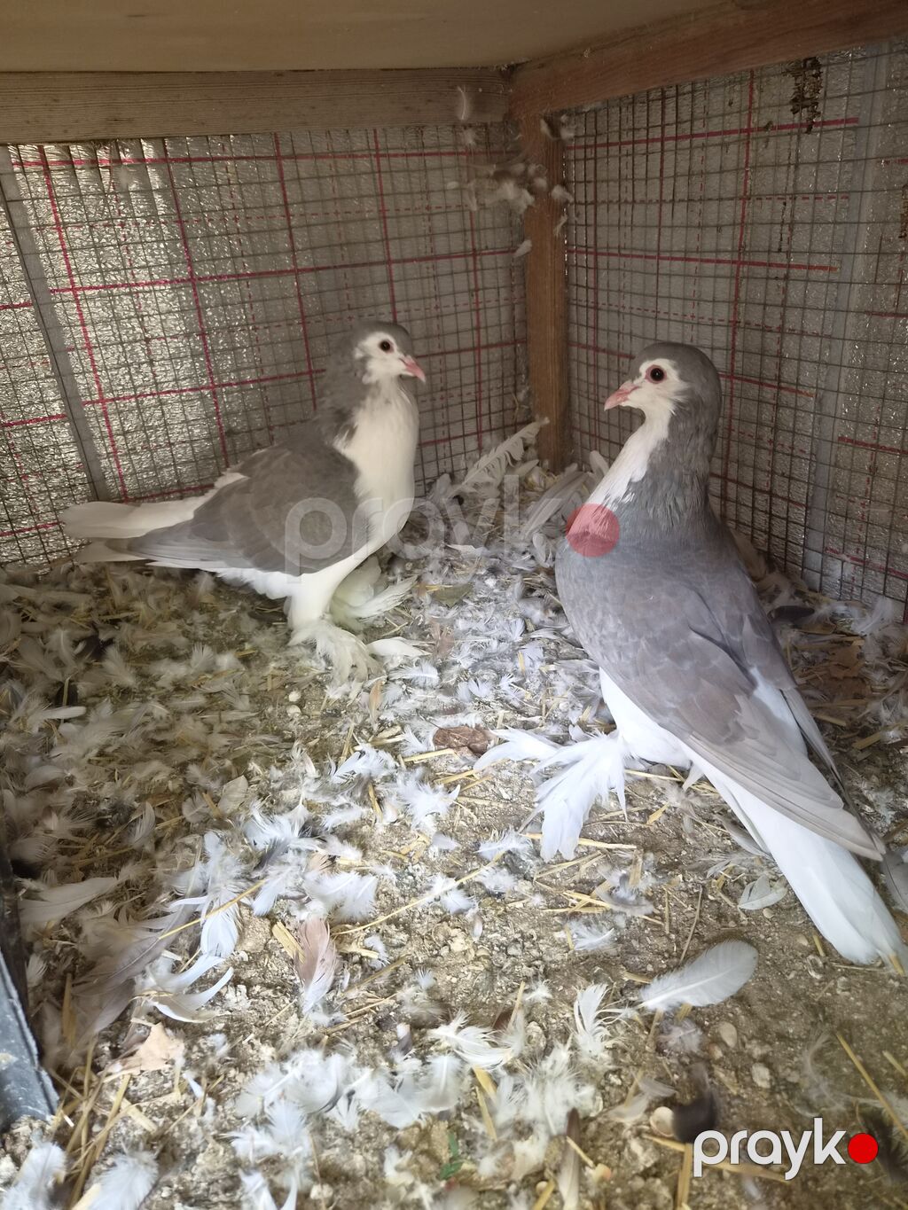 Erkek mayadi — Göyərçin, Sumqayıt (3)